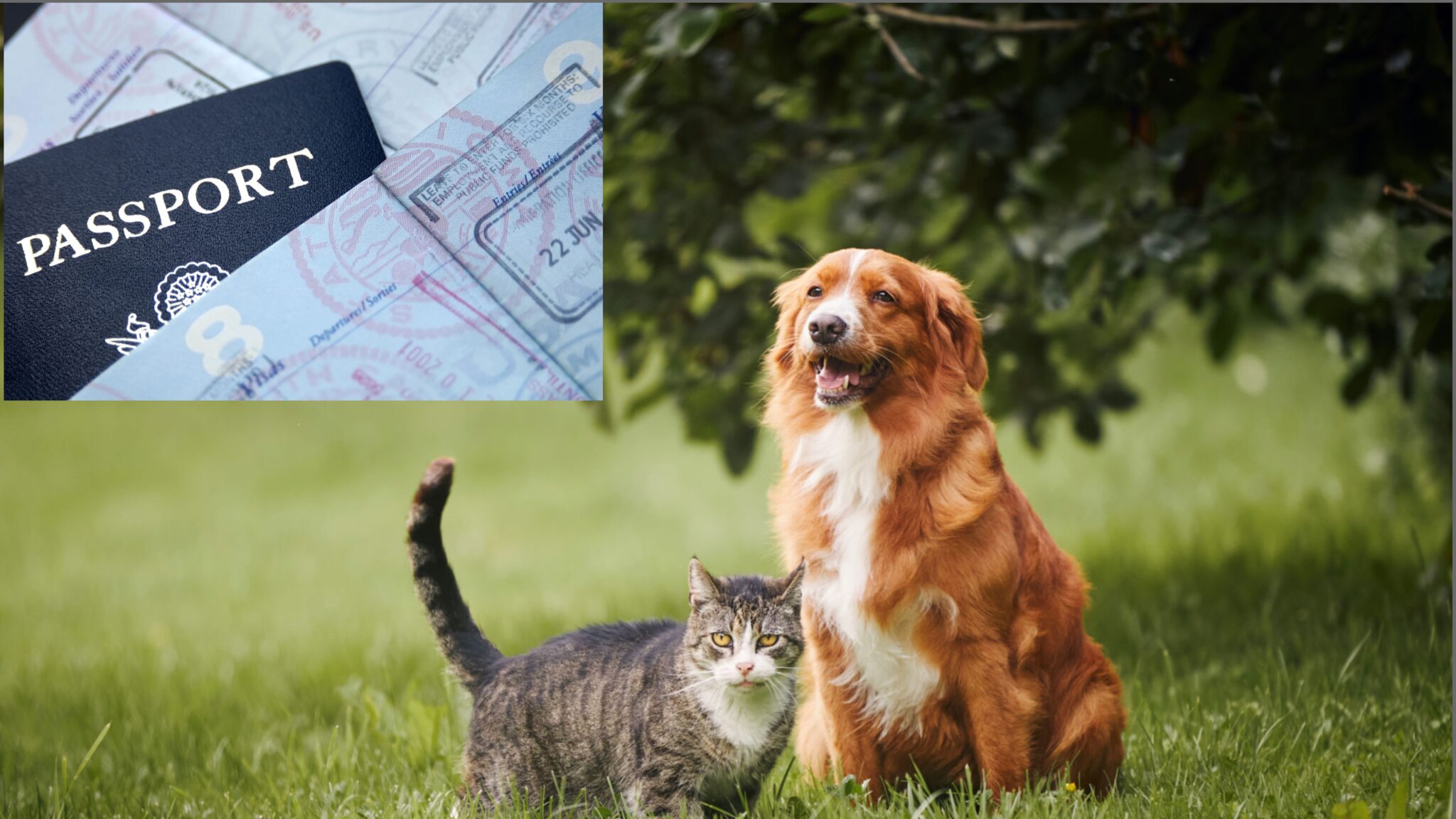 Pet Travel